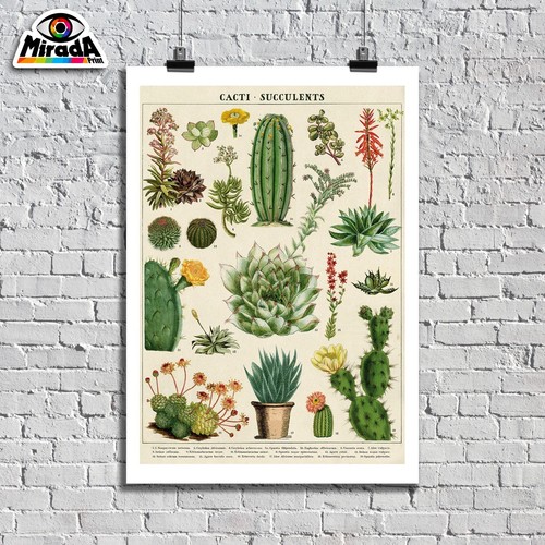 Poster tavola cactus - cactus, piante
