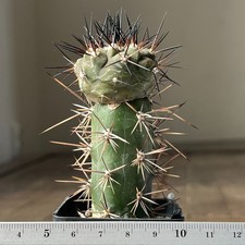 A24-1590 Copiapoa cinerea