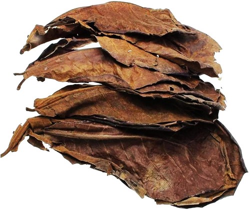 200 foglie catappa ideale per