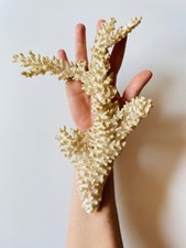 Bellissimo GRANDE RAMO DI CORALLO BIANCO, 29x22x3,5cm, acropora - madrepora