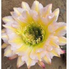 Pianta succulenta di cactus