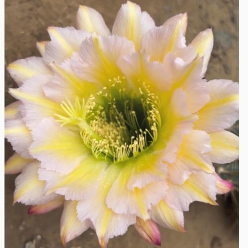 Pianta succulenta cactus - pianta,