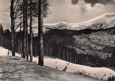 24-49A) CARTOLINA ABETONE