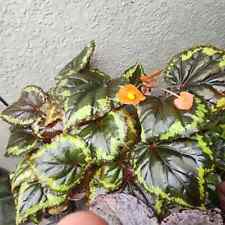 Sale2151 Begonia Ignita