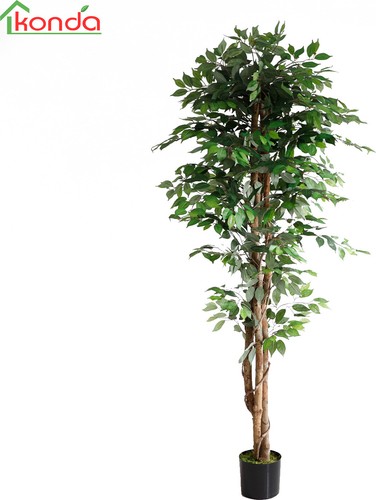 Dechome ficus pianta - ficus,
