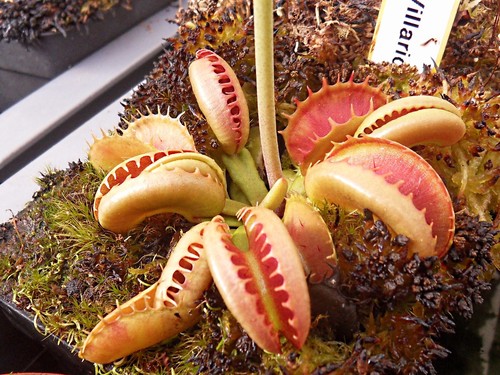 Dionaea muscipula villarica - , 'villarica'