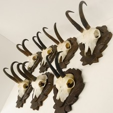 7 Pezzi Di Corna Di Camoscio