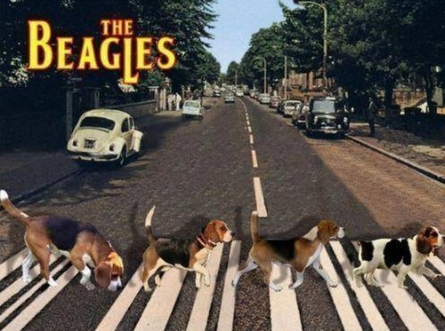 Funny beagle magnete - funny,