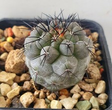 Copiapoa cinerea sulle proprie