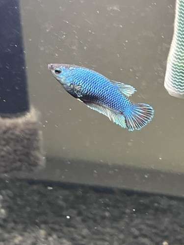 Pesci betta splendens femmine - splendens,