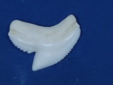 DENTE di SQUALO TIGRE  naturale  mm 25