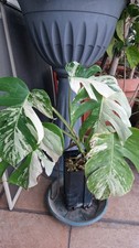 Monstera Deliciosa Albo