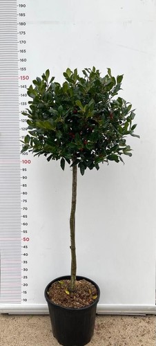 Pianta agrifoglio - pianta,