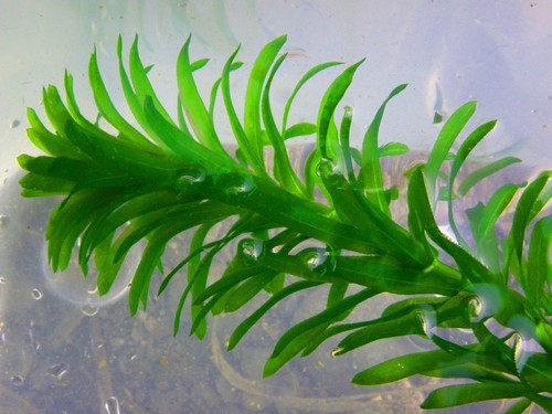 Bacopa caroliniana steli - caroliniana,
