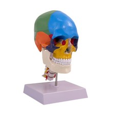 Anatomia Del Cranio Umano
