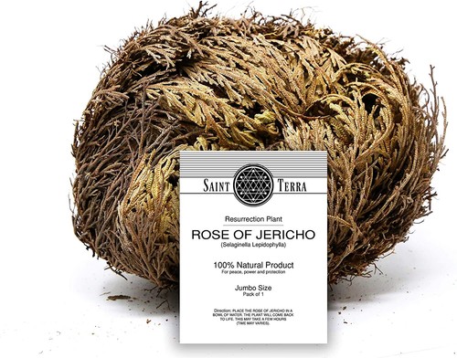 Rosa gerico fiore la - di,