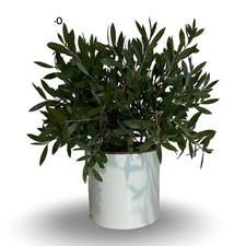 Callistemon Citrinus Splendens cespuglio in vaso Ceramica ⌀18 CERTIFICATA