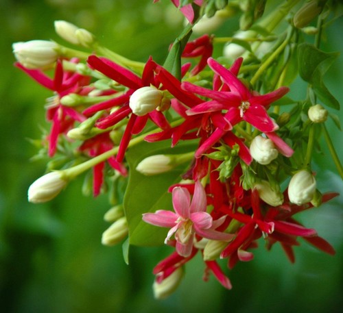 Quisqualis indica - ,