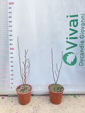 PIANTA DI MAGNOLIA STELLATA