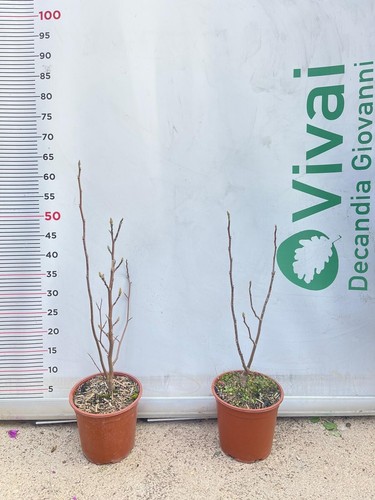 Pianta magnolia stellata - pianta, di