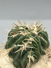 Echinocactus texensis cv
