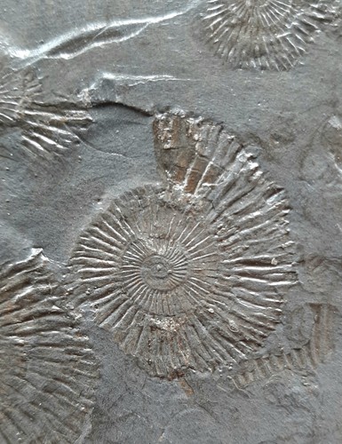 Lastra fossile ammoniti - lastra,