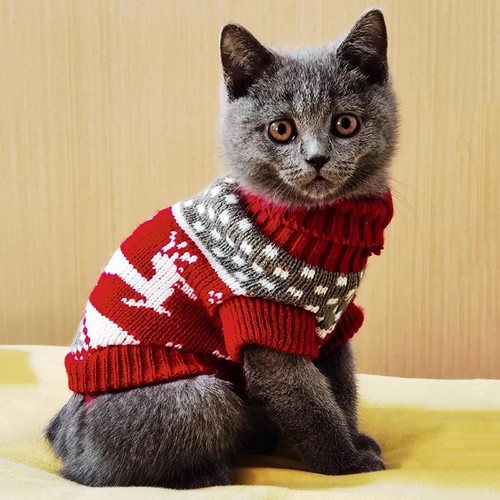 Maglia sueter gato invierno - sueter,