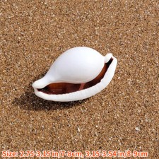 1X Naturale Conchiglia Shell