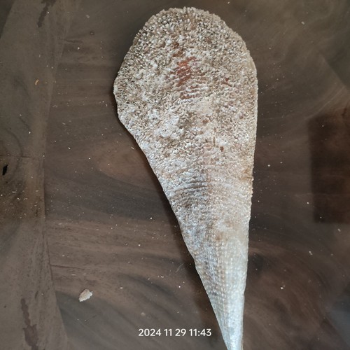 Conchiglia grande - conchiglia,