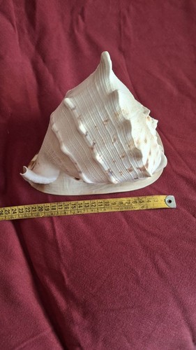 Conchiglia gigante cassis - conchiglia,