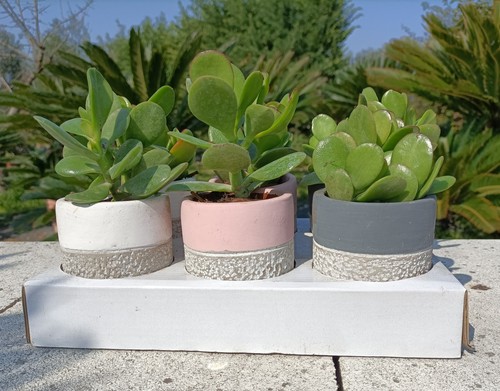Set piante grasse - set, di