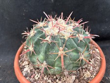 ECHINOCACTUS TEXENSIS CACTUS