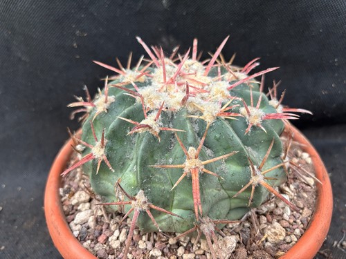 Echinocactus texensis cactus - texensis,