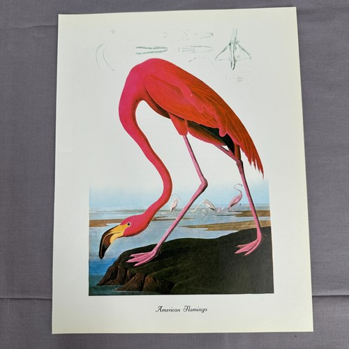 1950 stampa vintage rosa - stampa,