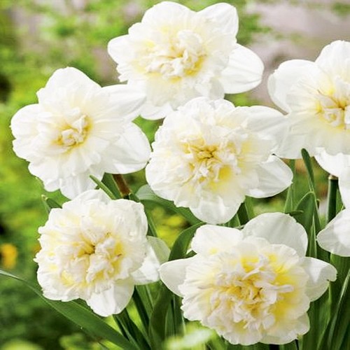 Narcisi cipolle fiori
