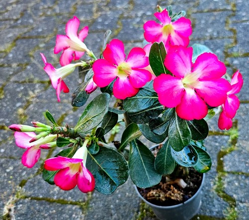 Potente adenium obesum rosa - potente,