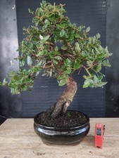 bonsai  quercia da sughero  h