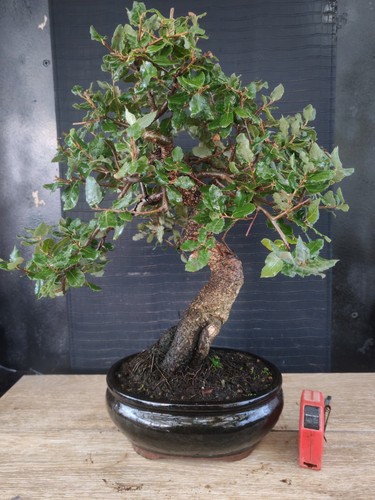 Bonsai quercia sughero h - sughero,