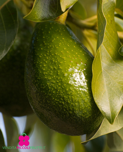 Pianta avocado persea - di,
