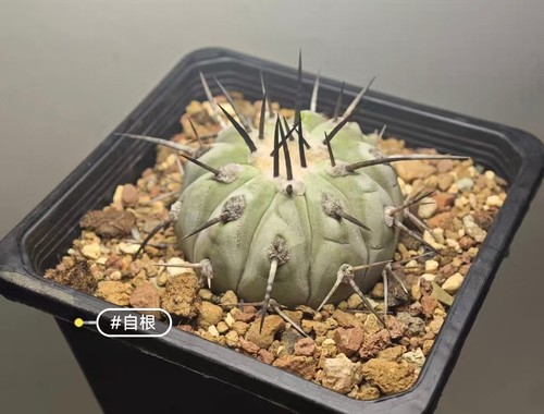 Copiapoa cinerea - cm,