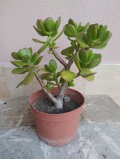 Albero Di Giada, Succulenta, Pianta Grassa