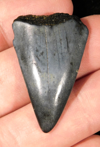 Grande dente fossile squalo - fossile,