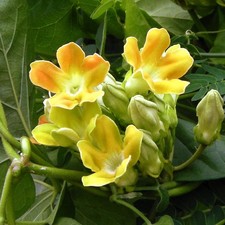 Viola cinese pakalana - viola,