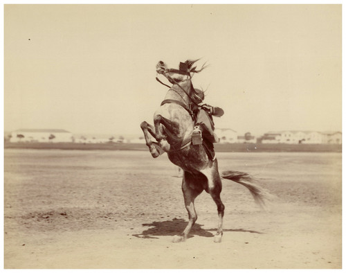 Algérie geiser cavalier - algérie,, geiser,