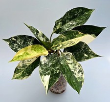 Rara novità!!! Aglaonema Siam