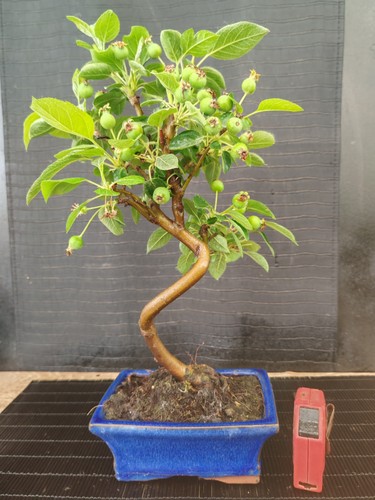 Bonsai melo h 37 - h,