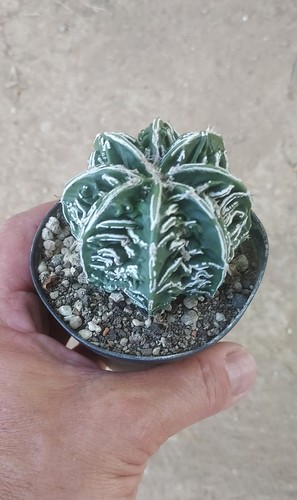 Astrophytum myriostigma - astrophytum,