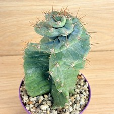Cereus forbesii f. spiralis 