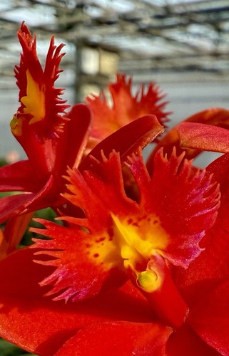 Epidendrum red fire dragon - epidendrum,