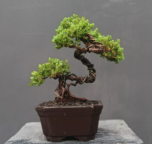 Bonsai juniperus rigida - bonsai,